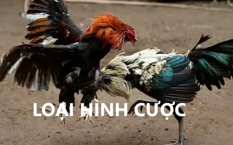 Đá Gà Cựa Sắt 8KBET - Hòa Mình Cùng Từng Màn Chiến Kịch Tính 3 Loại hình cược trong đá gà